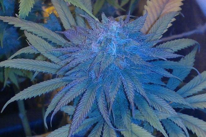 How To Grow Purple Cannabis